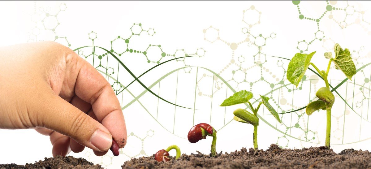 CRISPR-Crafted Crops: The Dawn of Enhanced Agriculture
