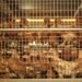 Navigating the Bird Flu Crisis: A Closer Look at Dairy and Poultry Products