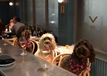 Spartanburg’s Marriott Offers Dog-Friendly Dining Experience