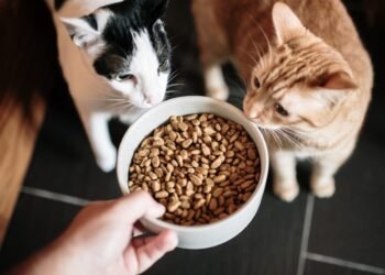 FSA Assesses Raw Pet Food Risk to Animals and People
