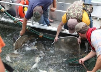 Illinois and the Great Lakes: A Battle Against Invasive Carp