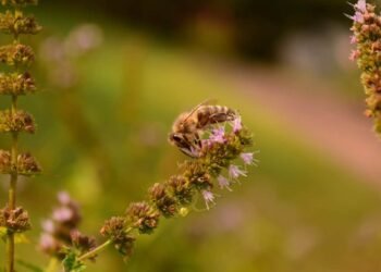 The Essential Plants for Bees’ Healthy Diet