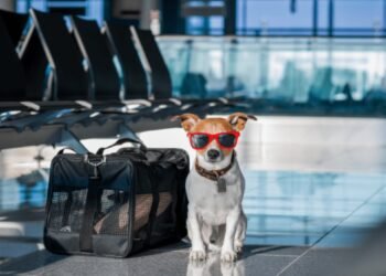 The Paws and Plans: Navigating Air Travel with Pets