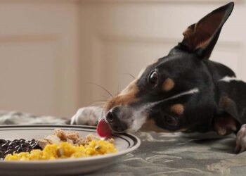 The Hidden Dangers of Feeding Pets Table Scraps