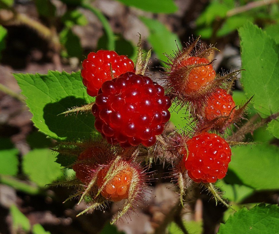 Red Wine, Berries, and Tea: A Tasty Defense Against Dementia