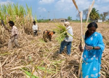 Davangere Sugar Company factory sugarcane fields Karnataka