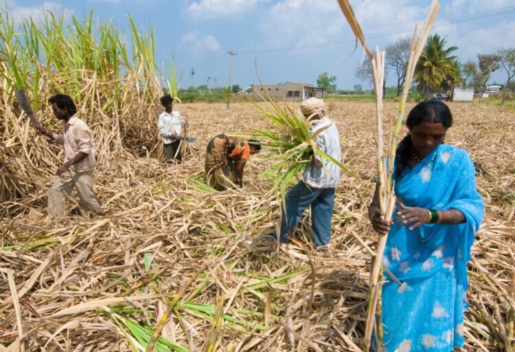 Davangere Sugar Company factory sugarcane fields Karnataka