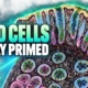 IBD gut cells stay primed after symptoms fade
