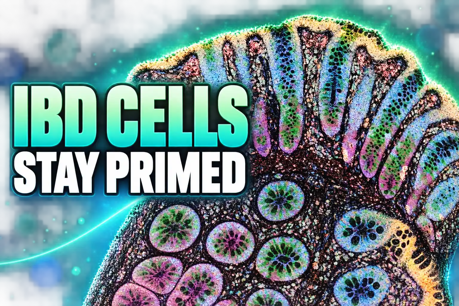 IBD gut cells stay primed after symptoms fade