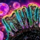 WEHI gut cells primed to die after IBD